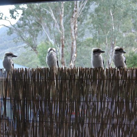 Kookaburra Motor Lodge Halls Gap Bagian luar foto