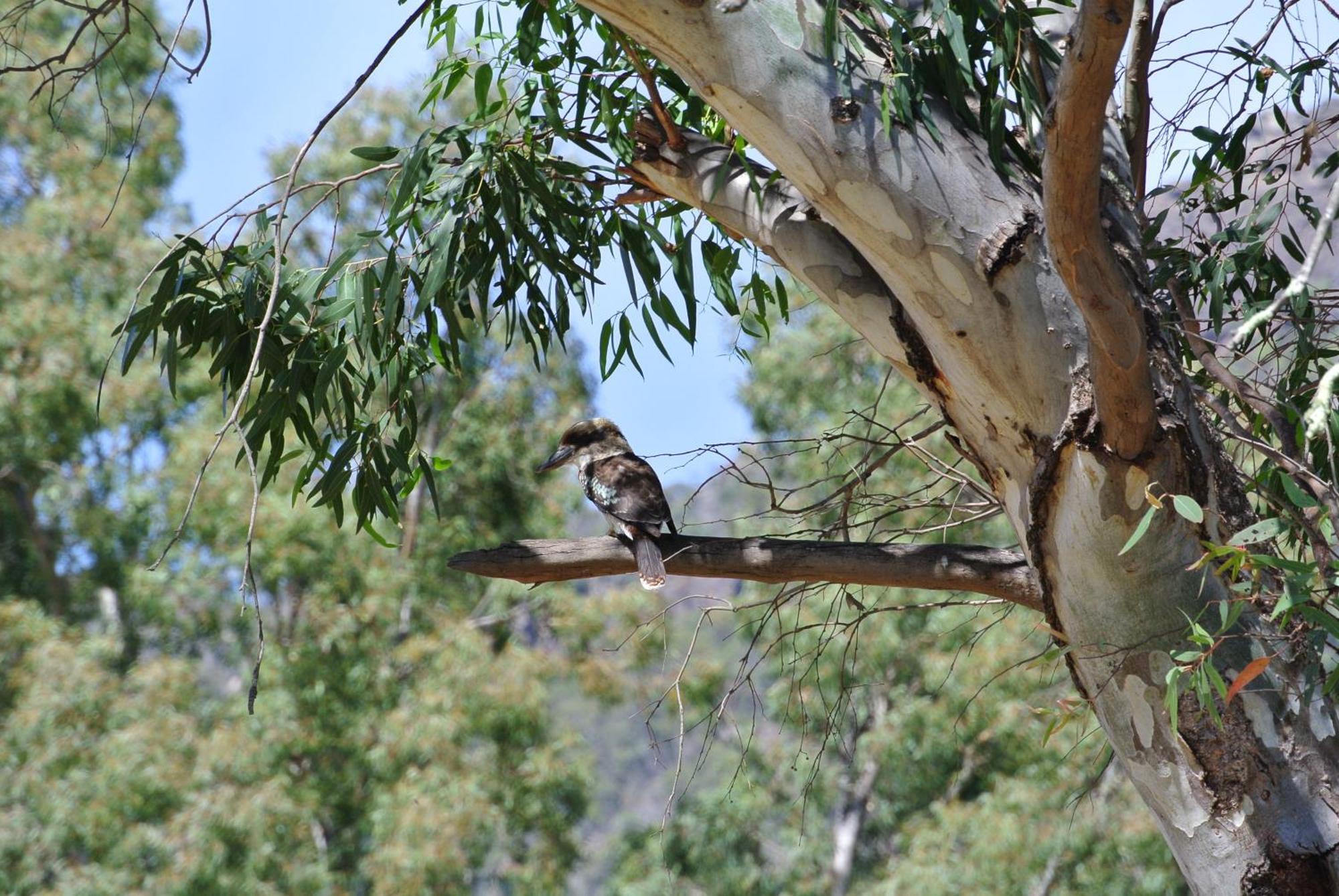 Kookaburra Motor Lodge Halls Gap Bagian luar foto
