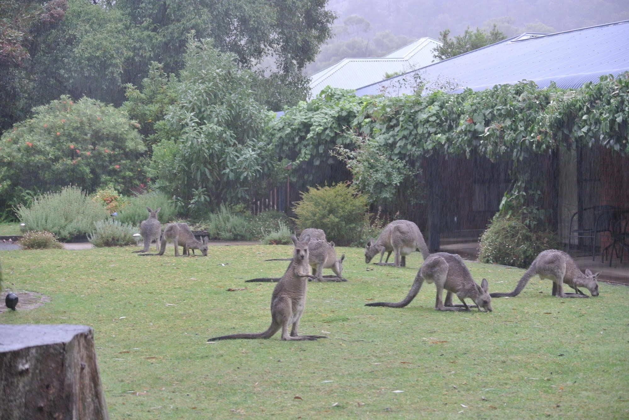 Kookaburra Motor Lodge Halls Gap Bagian luar foto
