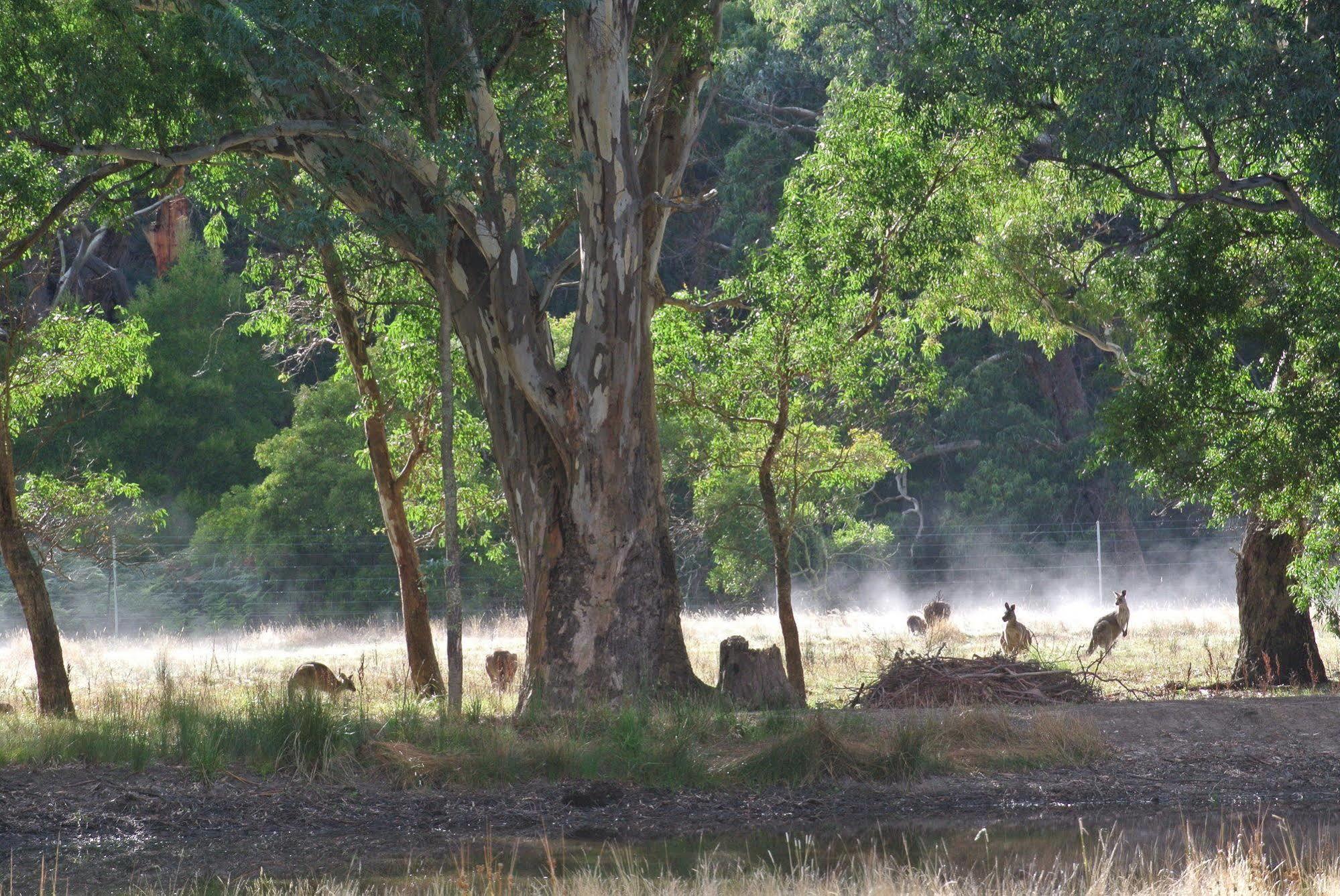 Kookaburra Motor Lodge Halls Gap Bagian luar foto